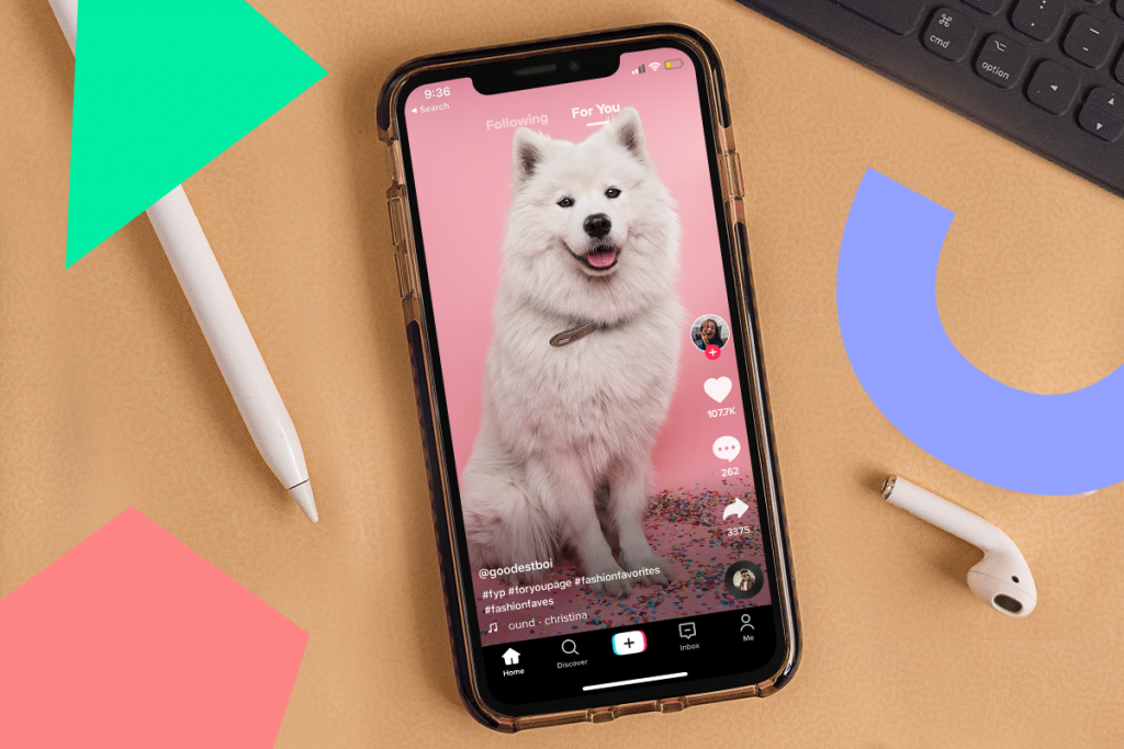 A cute dog picture in the tiktok app- how to make tiktok videos with pictures