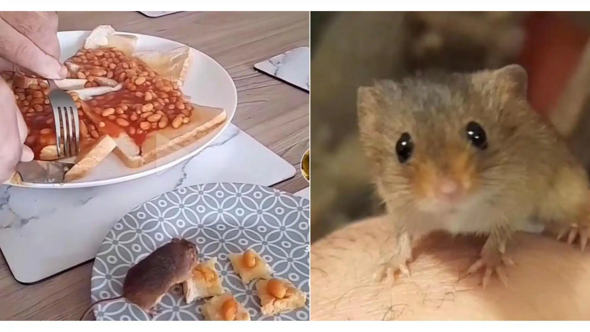 mr jingles mouse tiktok